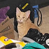 kitten, orange_cat, cat, indoor, curious, pet, animal, clutter, bags, cardboard_box, floor, domestic, young_cat, feline, looking, household_items, soft_focus, messy, small_cat, cute