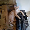 cat, orange_tabby, cardboard_boxes, suitcase, leopard_print, paw, indoor, floor, relaxed, pet, animal, feline, striped, box, storage, resting, domestic_cat, cute, young_cat, casual