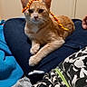 cat, orange_tabby, pet, indoor, lap, pipe_cleaner, toy, relaxed, animal, feline, casual, blanket, person, clothing, home, door, knob, jeans, hand, comfort