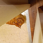 Morris is registered to the contest to win money with this photo: cat, orange_cat, tabby_cat, floor, tile_floor, wood_floor, furniture, gap, indoor, curious, peeking, pet, animal, domestic_cat, cozy, hidden, whiskers, ears, looking_up, home