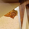 cat, orange_cat, tabby_cat, floor, tile_floor, wood_floor, furniture, gap, indoor, curious, peeking, pet, animal, domestic_cat, cozy, hidden, whiskers, ears, looking_up, home