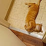 Morris is registered to the contest to win money with this photo: cat, orange_tabby, floor, tile, doorway, indoor, pet, animal, fur, playful, curious, motion_blur, home, domestic_cat, tail, paw, whiskers, relaxing, corner, light