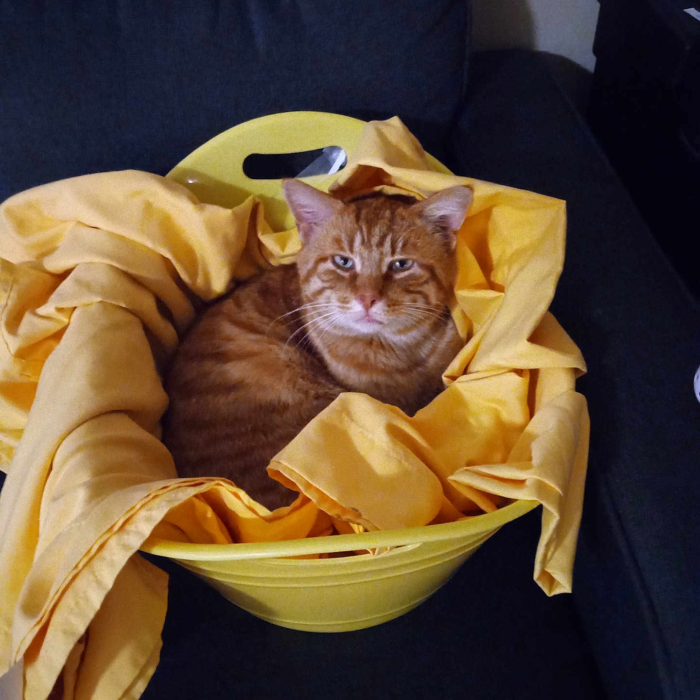 Morris is registered to the contest to win money with this photo: cat, ginger_cat, laundry_basket, yellow_cloth, sofa, indoor, pet, feline, resting, cozy, domestic, animal, curled_up, striped, ears, whiskers, face, home, relaxed, fur