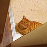 Morris joined the competition — help win amazing prizes! cat, orange_tabby, indoor, floor, tile, door, curious, pet, animal, feline, looking_up, resting, home, wood_floor, domestic, fur, whiskers, cute, cozy, quiet