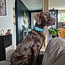 Aston a rejoint le concours — aidez-le/la à gagner de superbes lots ! dog, chocolate_color, blue_collar, sitting, couch, living_room, plant, window, modern_decor, mirror, artwork, furniture, indoors, natural_light, houseplant, wall_art, decorative_hearts, kitchen, refrigerator, cozy