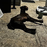 Aston participe au concours pour gagner de l'argent avec cette photo : dog, outdoor, concrete, sunlight, shadow, pet_bowl, water_bottle, collar, relaxed, animal, daytime, patio, resting, brown_dog, leisure, canine, sunny, quiet, backyard, house