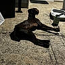 dog, outdoor, concrete, sunlight, shadow, pet_bowl, water_bottle, collar, relaxed, animal, daytime, patio, resting, brown_dog, leisure, canine, sunny, quiet, backyard, house