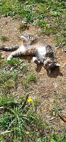 Milo a rejoint le concours — aidez-le/la à gagner de superbes lots ! canidae, carnivore, cat, felidae, grass, kitten, maine_coon, plant, small_to_medium_sized_cats, tail, wild_cat