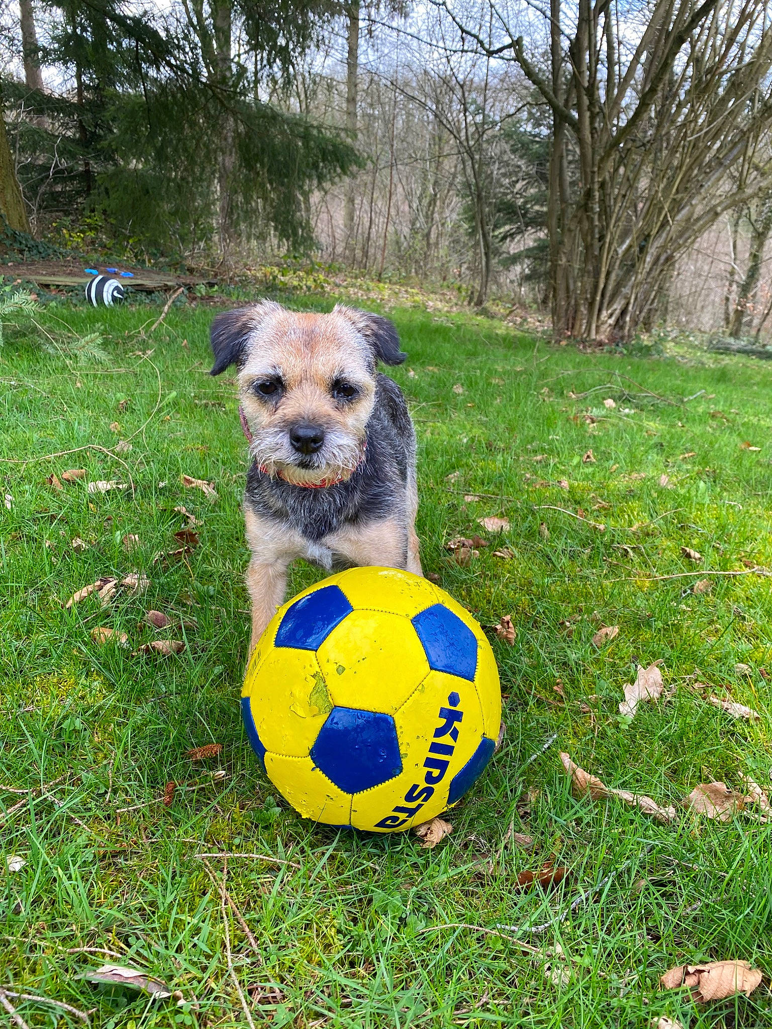 Mulan a rejoint le concours — aidez-le/la à gagner de superbes lots ! ball, border_terrier, canidae, carnivore, companion_dog, dog, dog_breed, football, grass, plant, puppy, soccer_ball, tennis_ball, yellow