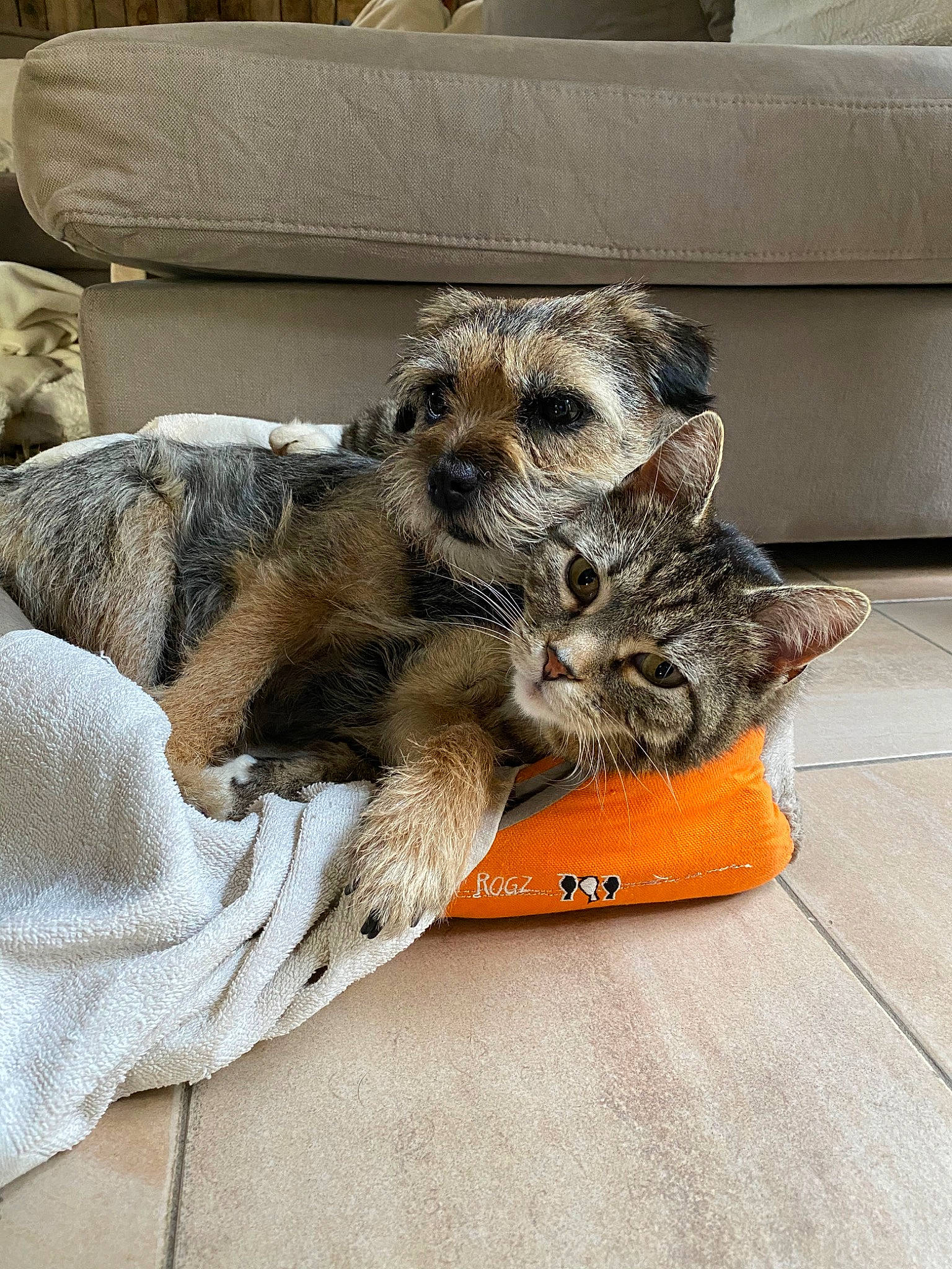 Mulan participe au concours pour gagner de l'argent avec cette photo : border_terrier, canidae, carnivore, companion_dog, dog, dog_breed, fur, mammal, puppy, small_terrier, sporting_group, terrier, vertebrate