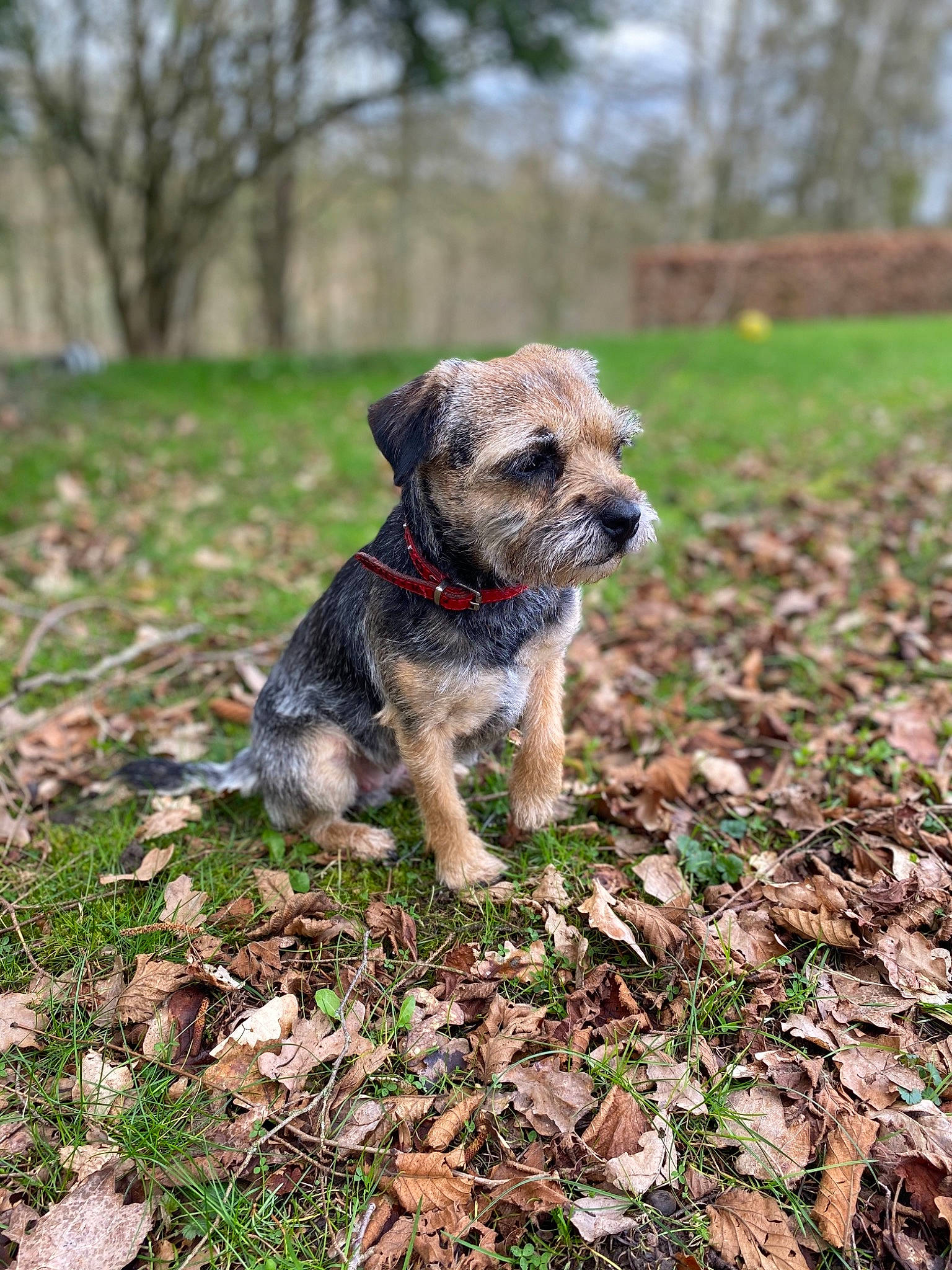 Mulan a rejoint le concours — aidez-le/la à gagner de superbes lots ! border_terrier, canidae, carnivore, companion_dog, dog, dog_breed, grass, mammal, morkie, plant, puppy, rare_breed_dog, small_terrier, snout, sporting_group, terrier, tree, vertebrate