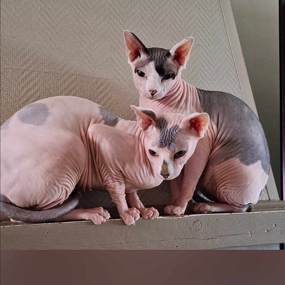 Alien Et Ramsés