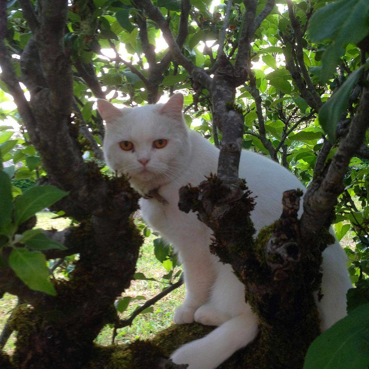 Gros Minet