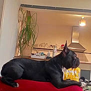 Gary participe au concours pour gagner de l'argent avec cette photo : dog, french_bulldog, black_dog, pet, animal, sitting, lounging, indoors, kitchen, red_couch, yellow_toy, houseplant, furniture, home, portrait, social_media, screenshot, apartment, relaxed, domestic_animal