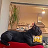 dog, french_bulldog, black_dog, pet, animal, sitting, lounging, indoors, kitchen, red_couch, yellow_toy, houseplant, furniture, home, portrait, social_media, screenshot, apartment, relaxed, domestic_animal