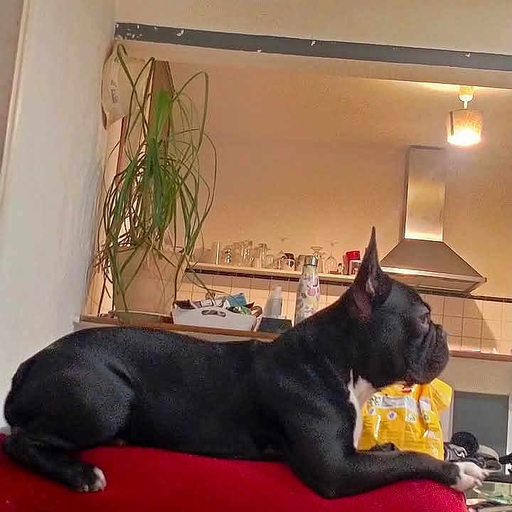 Gary participe au concours pour gagner de l'argent avec cette photo : dog, french_bulldog, black_dog, pet, animal, sitting, lounging, indoors, kitchen, red_couch, yellow_toy, houseplant, furniture, home, portrait, social_media, screenshot, apartment, relaxed, domestic_animal