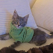 Kiwi is registered to the contest to win money with this photo: animal, cat, couch, cozy, cute, fur, furniture, gray_fur, green_sweater, home, indoor, kitten, pet, relaxed, resting, small, soft_lighting, striped_pillows, wide_eyes, young_cat