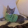 animal, cat, couch, cozy, cute, fur, furniture, gray_fur, green_sweater, home, indoor, kitten, pet, relaxed, resting, small, soft_lighting, striped_pillows, wide_eyes, young_cat