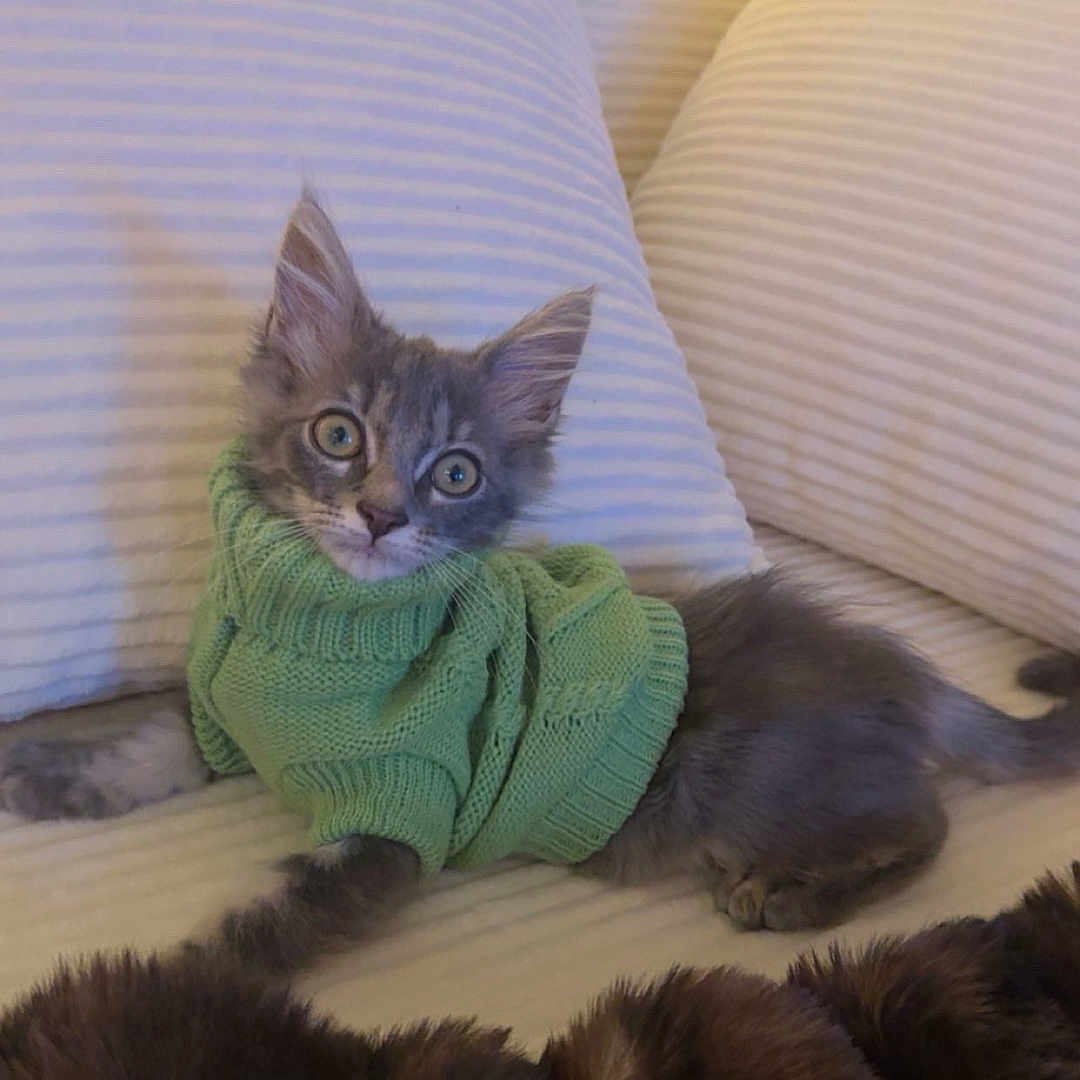Kiwi