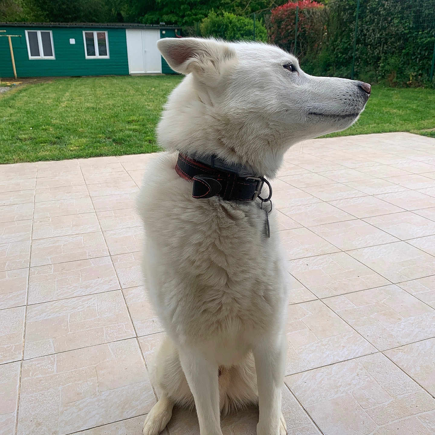 Rook participe au concours pour gagner de l'argent avec cette photo : accessories, animal, architecture, building, canine, dog, eskimodog, flagstone, grass, husky, nature, outdoors, path, pet, plant, shelter, slate, strap, walkway, whitedog
