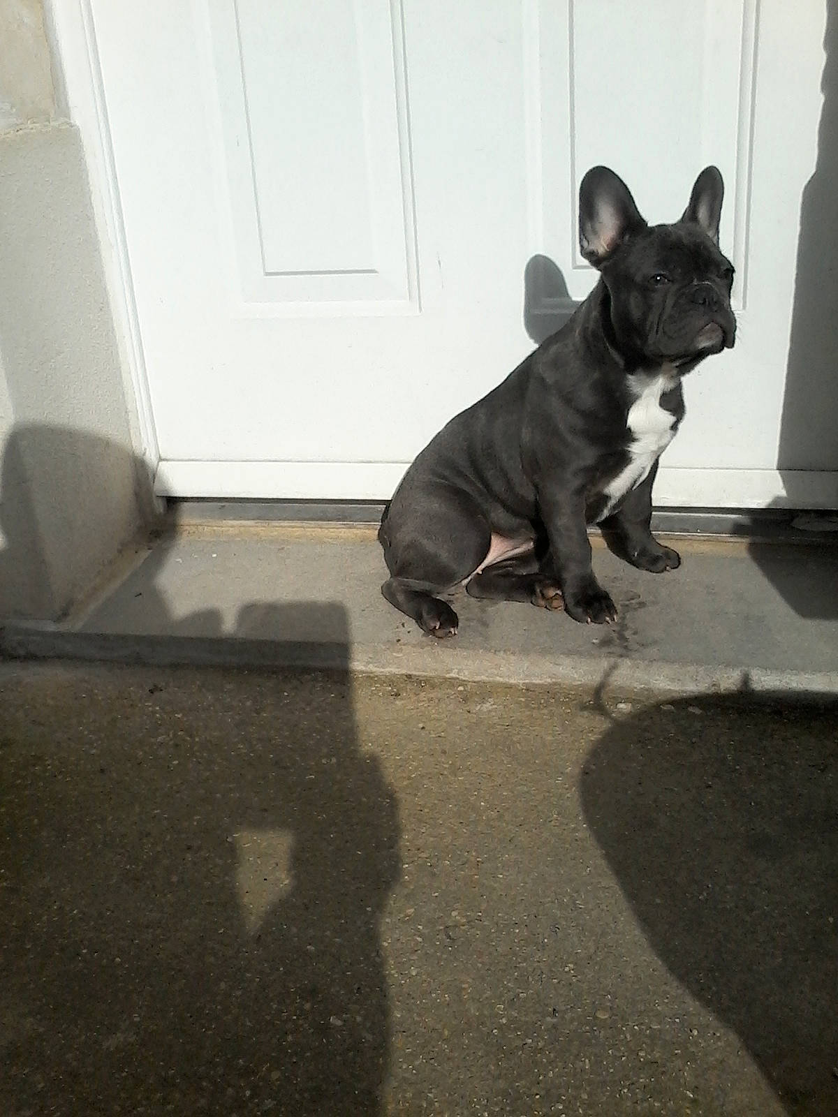 Cali participe au concours pour gagner de l'argent avec cette photo : bulldog, canidae, carnivore, companion_dog, dog, dog_breed, dog_supply, door, fawn, flooring, grey, hardwood, pet_supply, road_surface, snout, sporting_group, tail, toy_dog, whiskers, wood