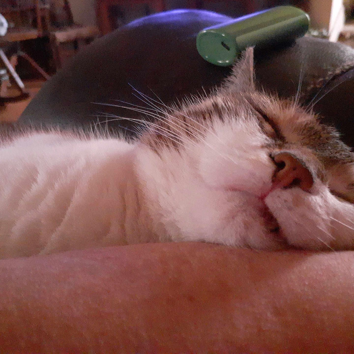 Ivy joined the competition — help win amazing prizes! animal, blurred_background, cat, close_up, cozy, cute, face, fur, indoor, mouth, nose, person_arm, pet, relaxed, resting, sleeping, soft, tabby, warm_light, whiskers