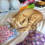 Apollo joined the competition — help win amazing prizes! kitten, sleeping, orange_cat, bed, blanket, patchwork, fabric, quilt, cozy, indoor, pet, fur, cute, resting, small_animal, nap, domestic_cat, soft, patterned, colorful