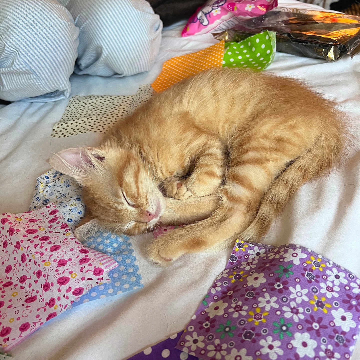 Apollo joined the competition — help win amazing prizes! kitten, sleeping, orange_cat, bed, blanket, patchwork, fabric, quilt, cozy, indoor, pet, fur, cute, resting, small_animal, nap, domestic_cat, soft, patterned, colorful