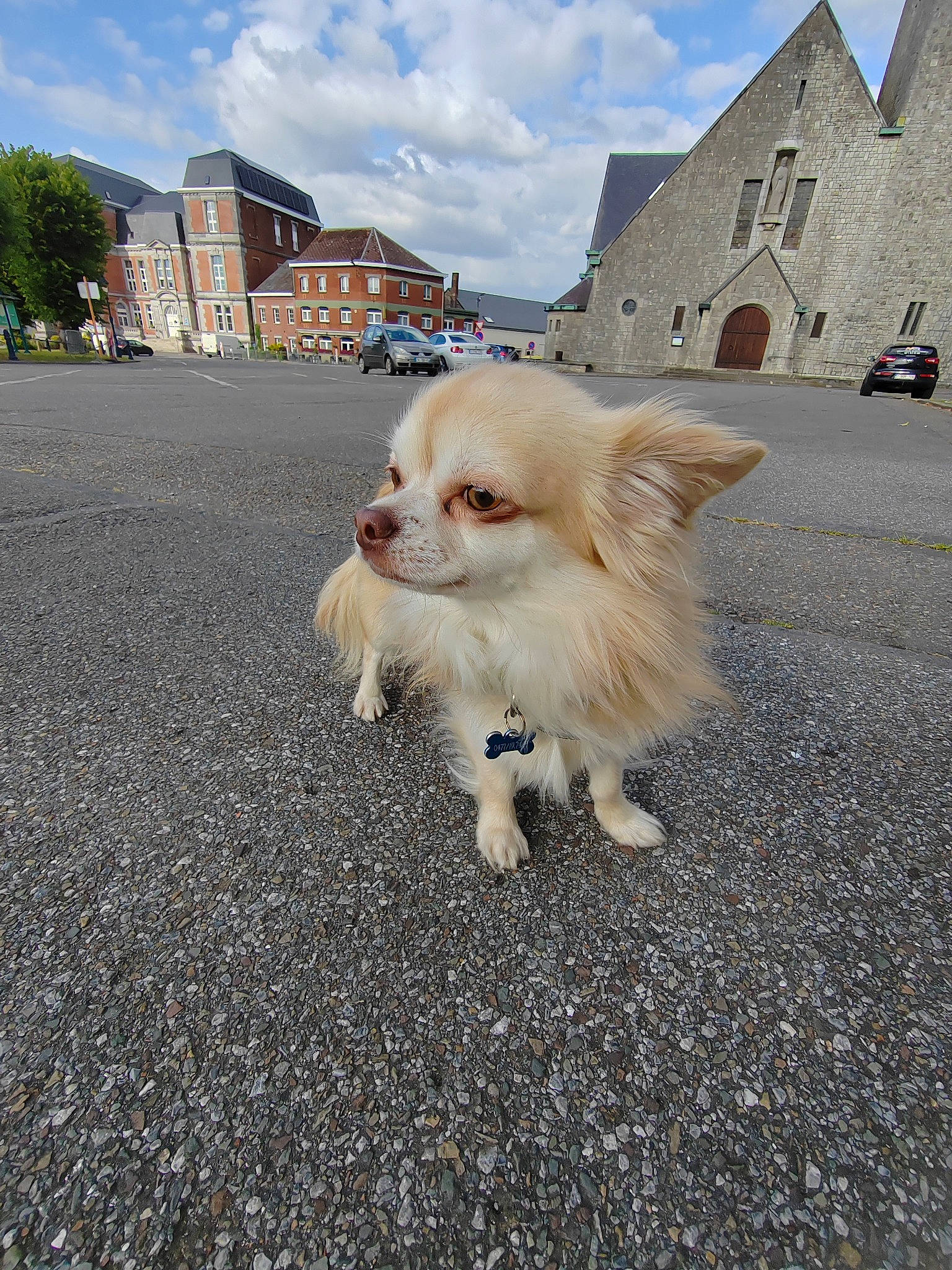 Packo a rejoint le concours — aidez-le/la à gagner de superbes lots ! asphalt, building, canidae, carnivore, cloud, companion_dog, dog, dog_breed, dog_supply, fawn, fur, german_spitz, road, road_surface, sidewalk, sky, snout, spitz, sporting_group, toy_dog
