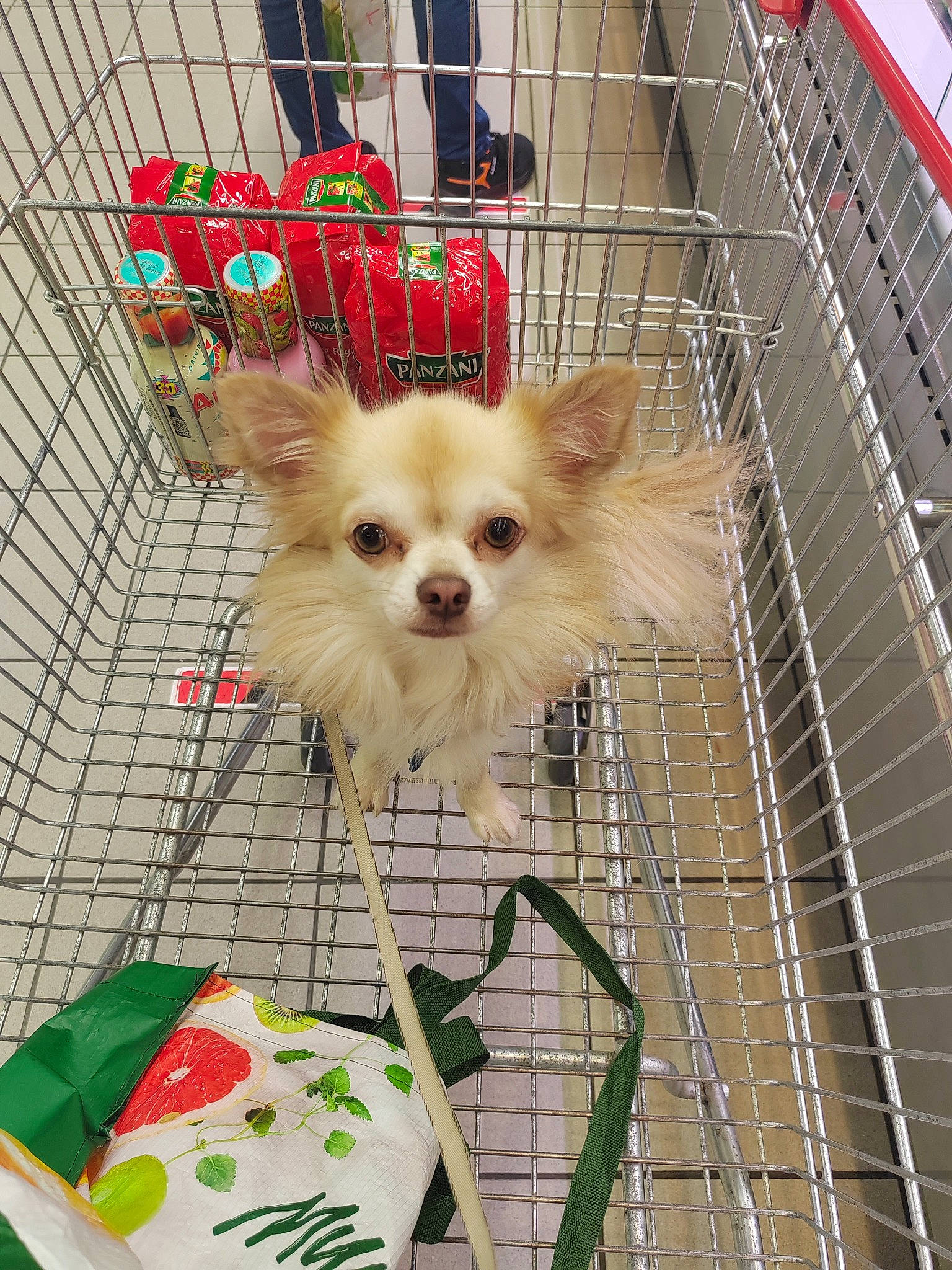 Packo a rejoint le concours — aidez-le/la à gagner de superbes lots ! animal_shelter, cage, canidae, carnivore, companion_dog, dog, dog_breed, dog_clothes, dog_crate, dog_supply, event, fawn, fur, pet_supply, snout, sporting_group, toy, toy_dog, whiskers, working_animal