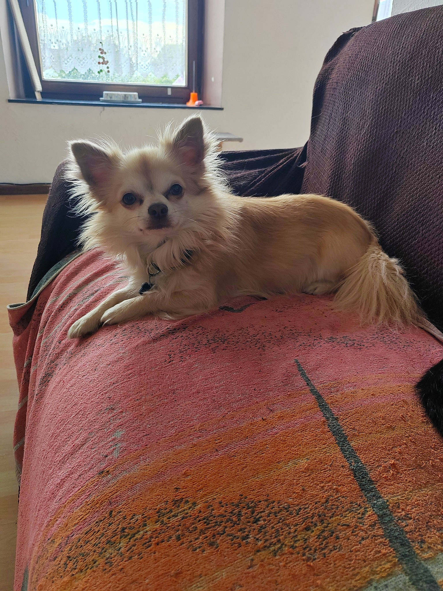 Packo participe au concours pour gagner de l'argent avec cette photo : canidae, carnivore, comfort, companion_dog, couch, dog_breed, fawn, felidae, flooring, fur, hardwood, paw, small_to_medium_sized_cats, snout, tail, terrestrial_animal, toy_dog, whiskers, window, wood