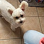 Joopie participe au concours pour gagner de l'argent avec cette photo : dog, white_dog, small_dog, pet, ears, floor, tile_floor, dog_bowl, food_bowl, kibble, person, jeans, knees, indoor, curious, looking_up, fur, animal, companion, waiting