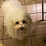 Joopie participe au concours pour gagner de l'argent avec cette photo : dog, white, fluffy, pet, animal, indoor, tile_floor, looking_up, curious, small_dog, fur, companion, cute, domestic, face, ears, floor, household, leg, chair