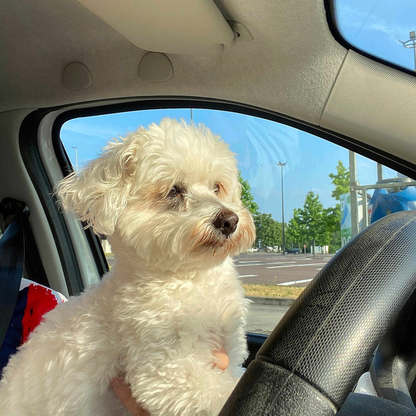 Joopie participe au concours pour gagner de l'argent avec cette photo : animal, blue_sky, calm, car_interior, curly_fur, daylight, dog, fluffy, hand, looking_outside, outdoor, parking_lot, pet, steering_wheel, summer, transportation, trees, vehicle, white_dog, window