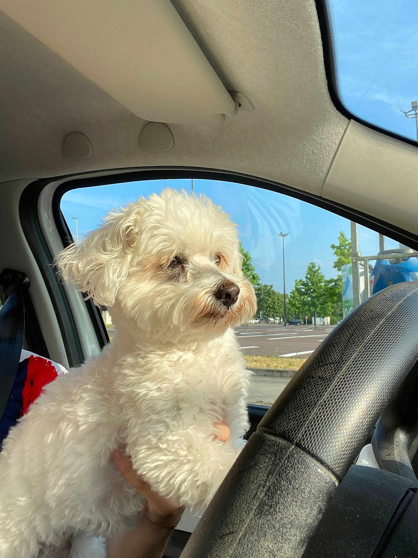 Joopie participe au concours pour gagner de l'argent avec cette photo : dog, white_dog, fluffy, car_interior, steering_wheel, hand, window, parking_lot, trees, daylight, blue_sky, pet, curly_fur, looking_outside, animal, transportation, vehicle, summer, outdoor, calm