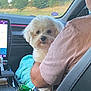 dog, white_dog, person, car_interior, dashboard, window, trees, grass, seat, seatbelt, snack_bag, blue_blanket, arm, pink_shirt, navigation_screen, road_trip, pet, companion, travel, calm