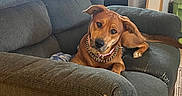 Bella joined the competition — help win amazing prizes! dog, brown_dog, couch, living_room, pet, furniture, indoor, crate, window, curious, tilted_head, chain_collar, relaxed, home, comfort, carpet, blanket, wooden_chair, natural_light, domestic