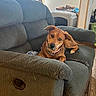 dog, brown_dog, couch, living_room, pet, furniture, indoor, crate, window, curious, tilted_head, chain_collar, relaxed, home, comfort, carpet, blanket, wooden_chair, natural_light, domestic