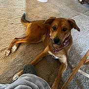 Bella joined the competition — help win amazing prizes! dog, brown_dog, carpet, indoor, fan, furniture, blanket, shoe, footwear, pet, collar, chain_collar, floor, relaxed, looking_up, curious, person, wooden_chair, table_leg, home