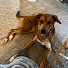 dog, brown_dog, carpet, indoor, fan, furniture, blanket, shoe, footwear, pet, collar, chain_collar, floor, relaxed, looking_up, curious, person, wooden_chair, table_leg, home