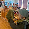 Bella is registered to the contest to win money with this photo: dog, couch, green_cover, collar, living_room, kitchen, wood_floor, curtains, window, furniture, pet, indoor, household_items, coffee_maker, cabinet, painting, chair, plastic_bag, water_bottle, decor