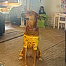 Bella is registered to the contest to win money with this photo: dog, pet, yellow_clothing, bee_pattern, collar, sitting, indoor, carpet, living_room, furniture, hand, treat, training, brown_dog, cute, animal, domestic, decor, window, lamp