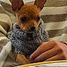 dog, puppy, small_dog, sweater, knitwear, portrait, indoors, restaurant, table, cutlery, spoon, knife, hand, person, brown_fur, large_ears, wide_eyes, seated, cozy, cute