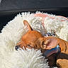 Bella a rejoint le concours — aidez-le/la à gagner de superbes lots ! dog, puppy, sleeping, nap, brown_dog, small_dog, chihuahua, fluffy_bed, pet_bed, harness, ears, closed_eyes, indoors, sunlight, cozy, relaxed, cute, portrait, animal, photography