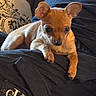 puppy, dog, small_dog, tan_fur, large_ears, floppy_ears, brown_eyes, black_nose, sitting, lying_down, cute, pet, animal, indoor, couch, cushion, blanket, lap, portrait, cozy