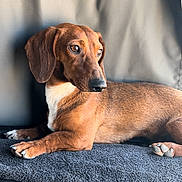 Peanut is registered to the contest to win money with this photo: animal, brown_dog, car_interior, closeup, companion, dachshund, dog, domestic_animal, ears, fur, indoors, looking_away, lying_down, mat, paw, pet, portrait, relaxed, side_view, snout