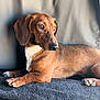 animal, brown_dog, car_interior, closeup, companion, dachshund, dog, domestic_animal, ears, fur, indoors, looking_away, lying_down, mat, paw, pet, portrait, relaxed, side_view, snout