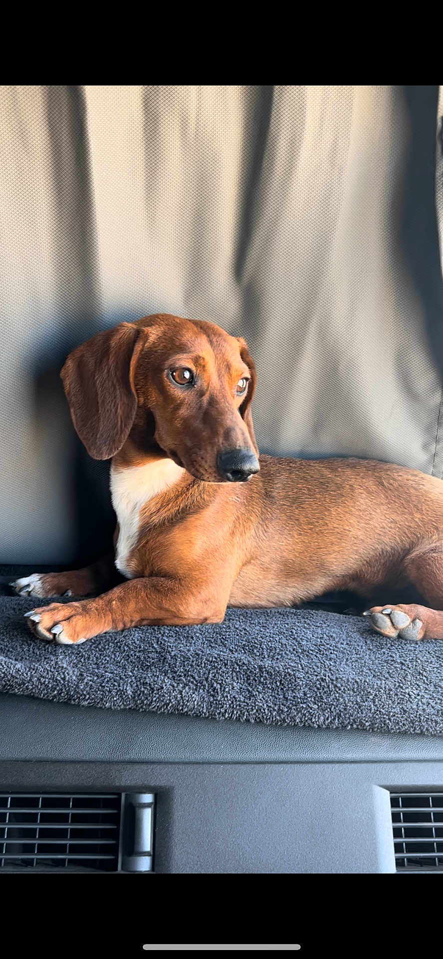 Peanut