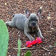 Blue a rejoint le concours — aidez-le/la à gagner de superbes lots ! dog, puppy, french_bulldog, toy, bone_toy, gravel, outdoor, cactus, green_plant, pet, animal, cute, small_dog, lying_down, playful, nature, young_dog, ears_up, looking_at_camera, desert_plant