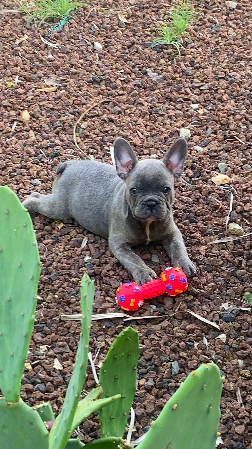 Blue a rejoint le concours — aidez-le/la à gagner de superbes lots ! dog, puppy, french_bulldog, toy, bone_toy, gravel, outdoor, cactus, green_plant, pet, animal, cute, small_dog, lying_down, playful, nature, young_dog, ears_up, looking_at_camera, desert_plant